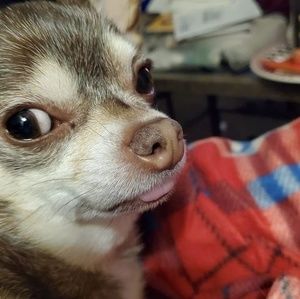 Meet your Posher, Liz